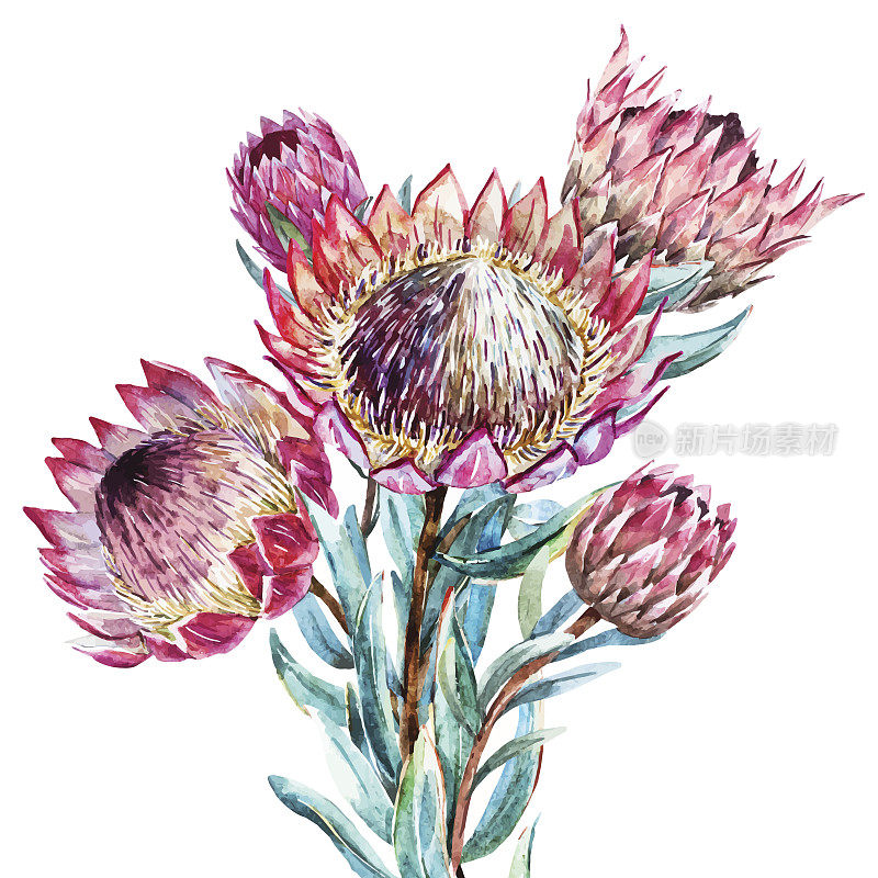 水彩热带花protea