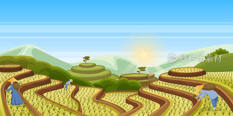 稻田梯田，矢量景观插图。亚洲收获农业背景。人们收割水稻