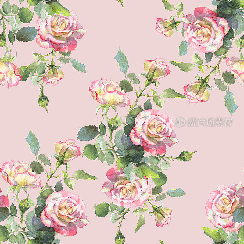 粉色和白色的玫瑰