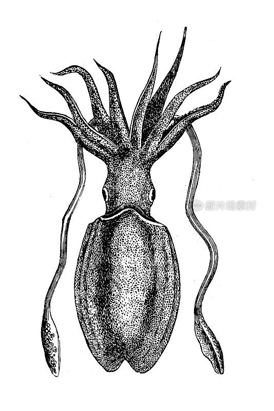 古玩动物插画:墨鱼