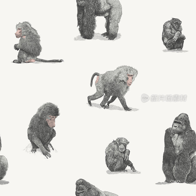 大猿狒狒，大猩猩，黑猩猩，猿类，猴子，无缝重复模式