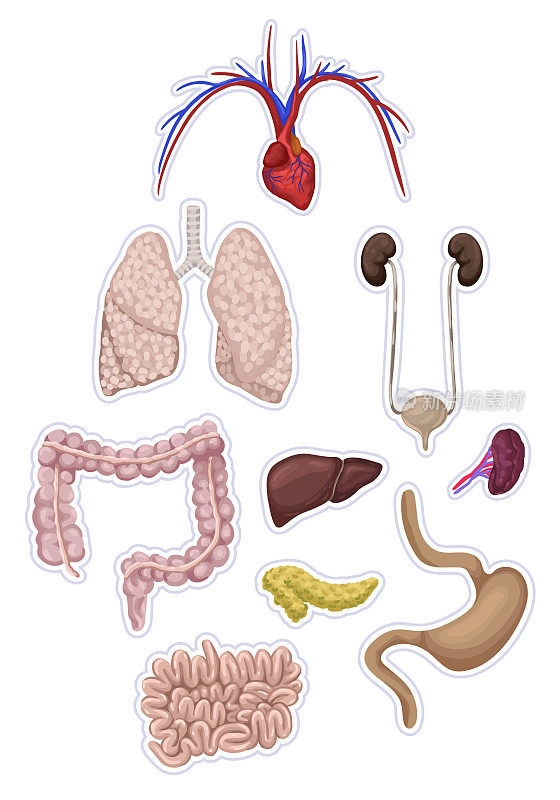 整套人体器官，内脏器官。解剖学。矢量插图。