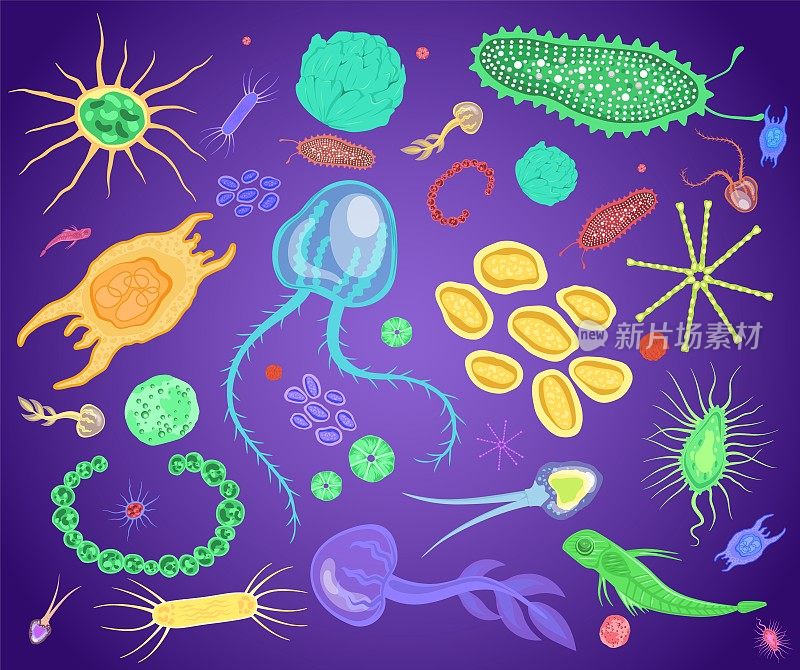 浮游生物，海洋和淡水微生物设置，平载体孤立说明。