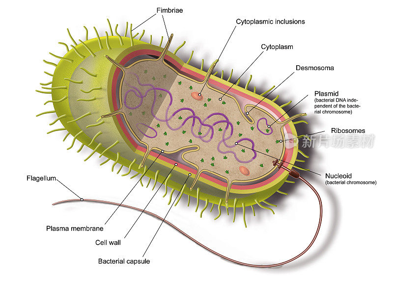 细胞生物学。细菌细胞。内部结构和类型。