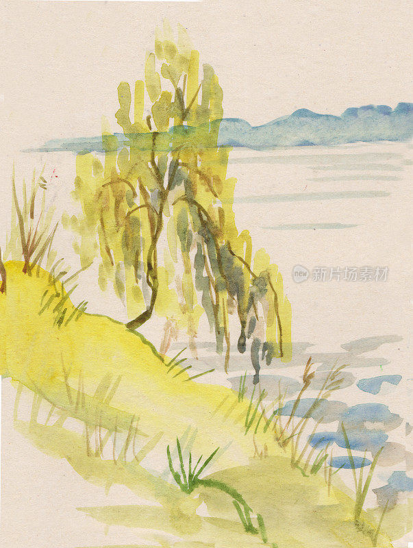 河岸上的桦树