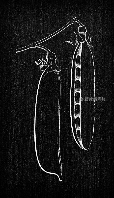植物学蔬菜植物仿古雕刻插画:荷兰豌豆