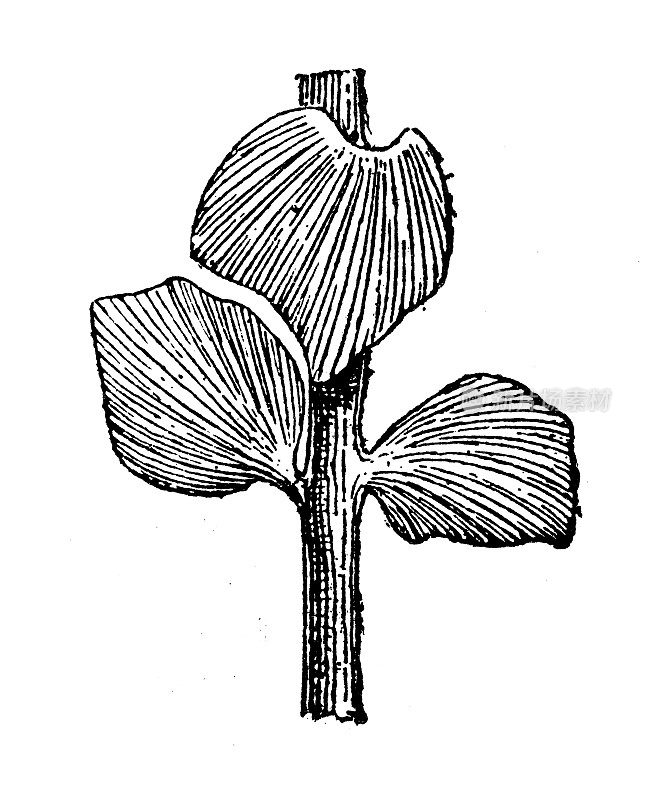 古玩插图:侏罗纪植物群，蝶诺赞石