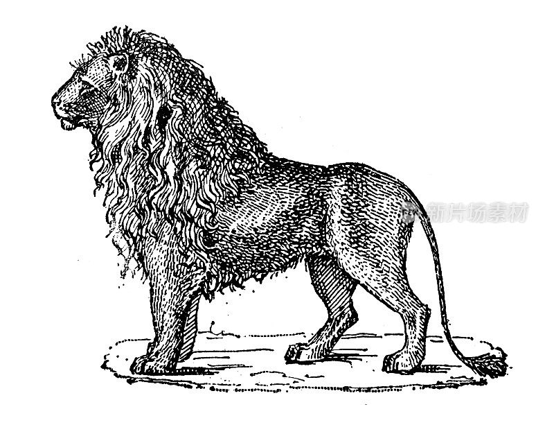 古董插图:狮子