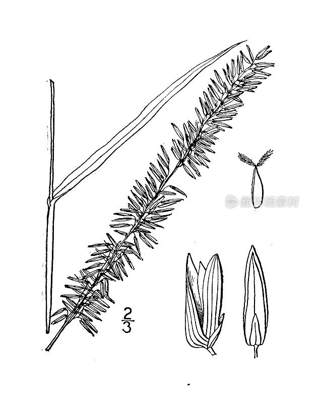 古植物学植物插图:长臂猿，长臂猿