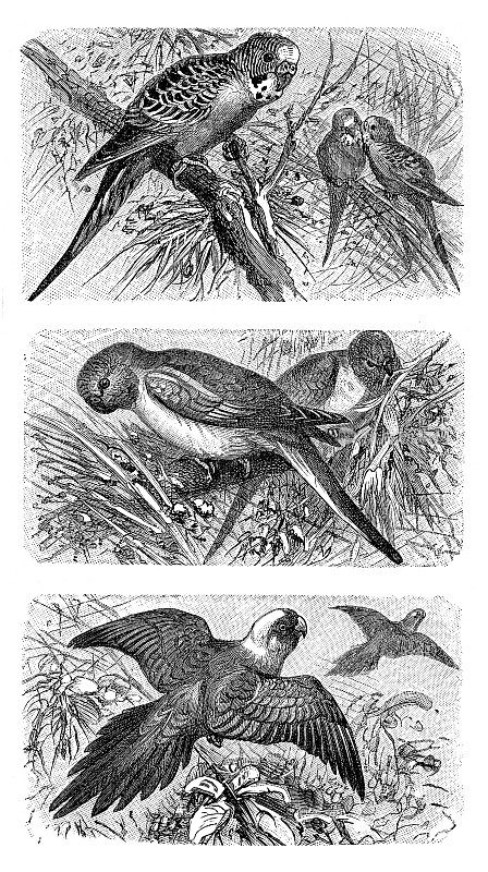 不同种类的鹦鹉画1898