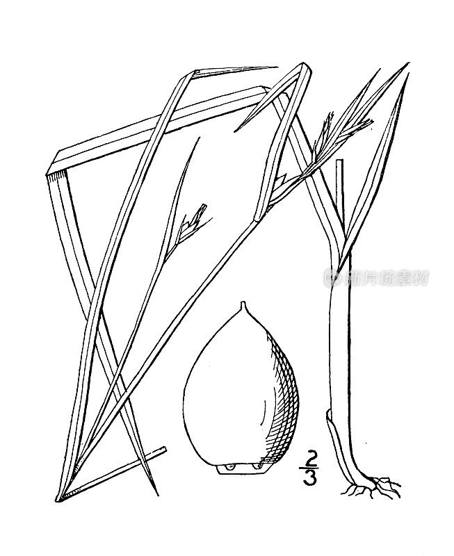 古植物学植物插图:雪棘，几花坚果