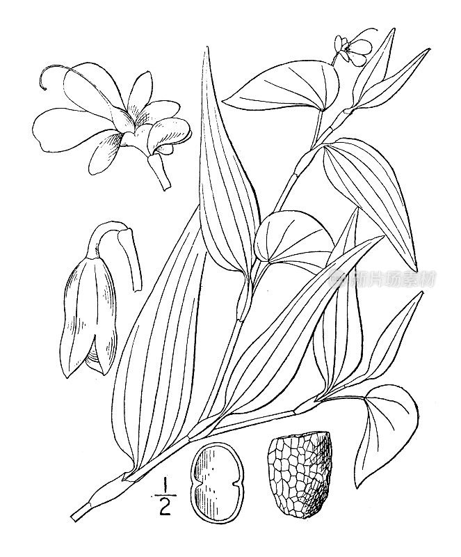 古植物学植物插图:裸花苣苔，匍匐dayflower