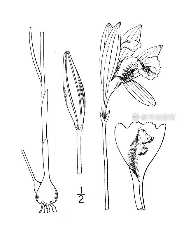 古植物学植物插图:水仙花、水仙花