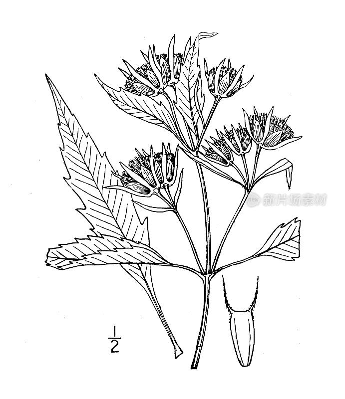 古植物学植物插图:鬼针草，紫色茎沼泽乞丐蜱