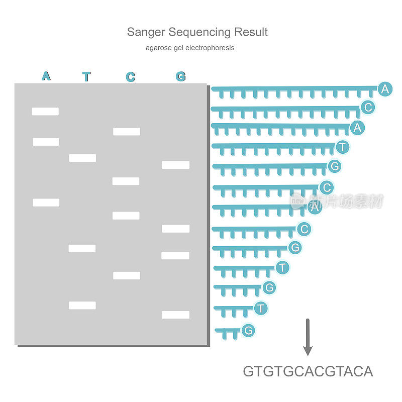 分析了用琼脂糖凝胶电泳分离DNA片段的桑格测序技术对DNA序列的检测结果和DNA序列的解释。
