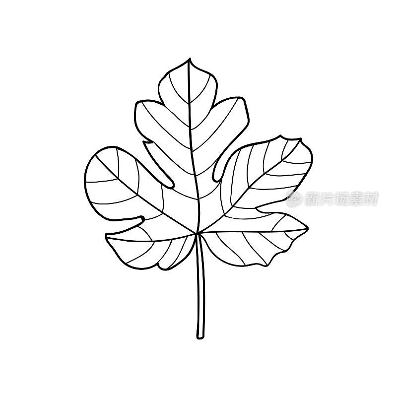 无花果树叶子涂鸦插图在矢量。无花果树树叶手绘插图在矢量。无花果叶轮廓图标。