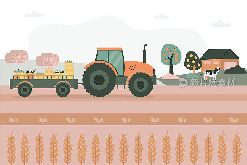 带拖车的拖拉机运送新鲜收获的水果和蔬菜。乡村景观，牧场。将新鲜的农场食品送到仓库。生态有机食品。农业产业。