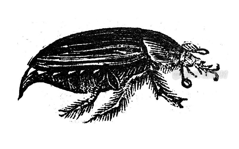 古董雕刻插图:金龟子，五月虫