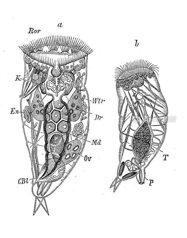 古代生物动物学图像:海丝虫