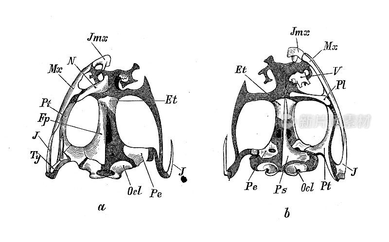 古董生物动物学图像:蛙，头骨