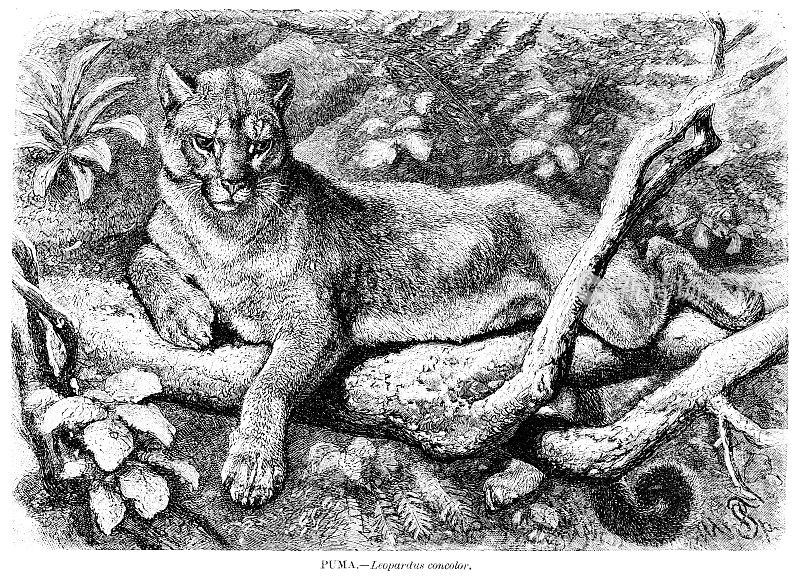 美洲狮雕刻插图1892年