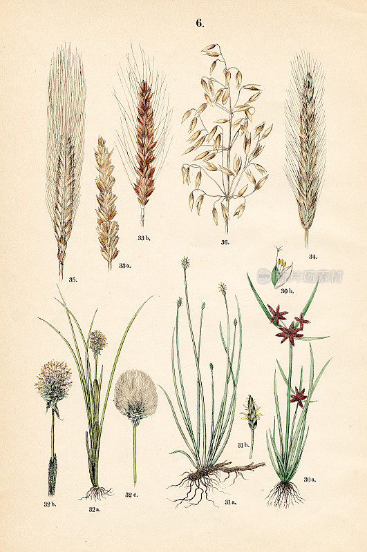 棕色平原边缘，尖刺草，棉草，小麦，黑麦，大麦，燕麦-植物插图1883