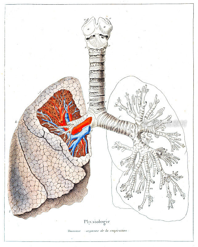 人体呼吸器官，肺钢雕刻手工着色1846年
