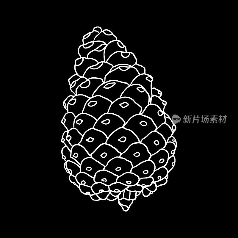 矢量手绘黑白松果真实感插图，冷杉球果与开壳。