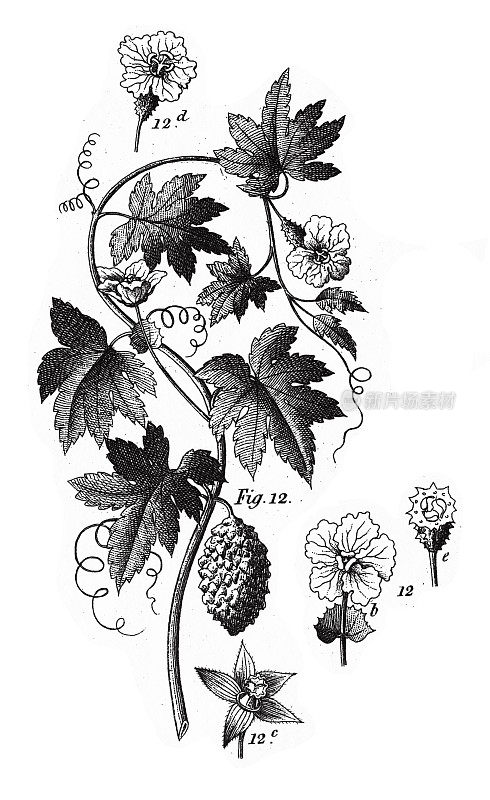 苦瓜苹果，各种植物，包括漆树，芦花和葫芦家族的成员雕刻古董插图，出版于1851年