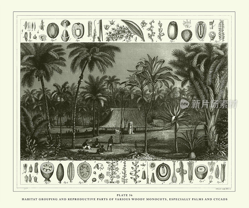 各种木本单子叶植物的雕刻古物、栖息地分组及繁殖部位，尤其是棕榈树和苏铁雕刻古物插图，1851年出版