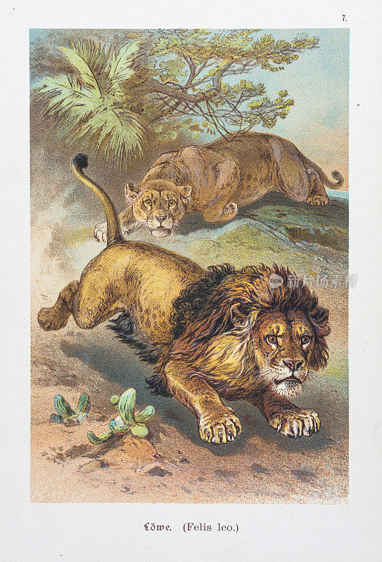 狮子和母狮狩猎彩色石刻1888年