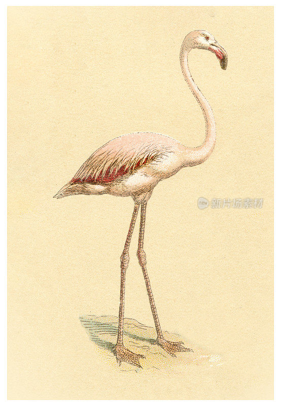 火烈鸟插图1897