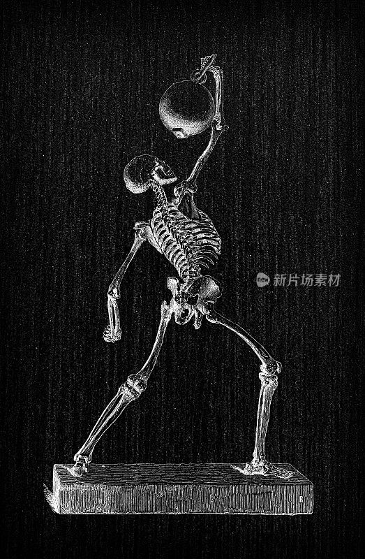 人体解剖学古董插图:人体骨骼