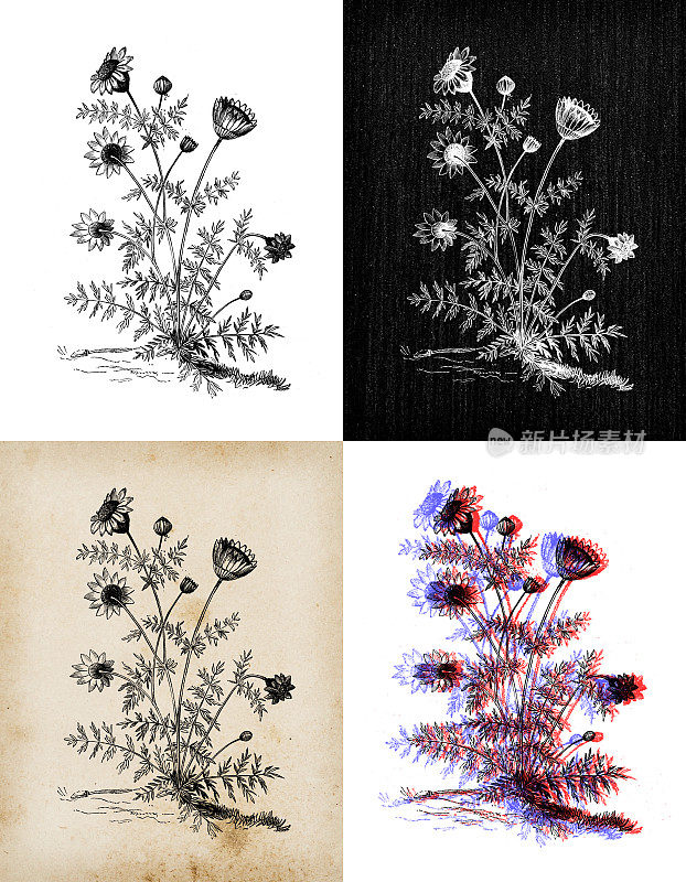 古董植物学插图:菊花、洋甘菊