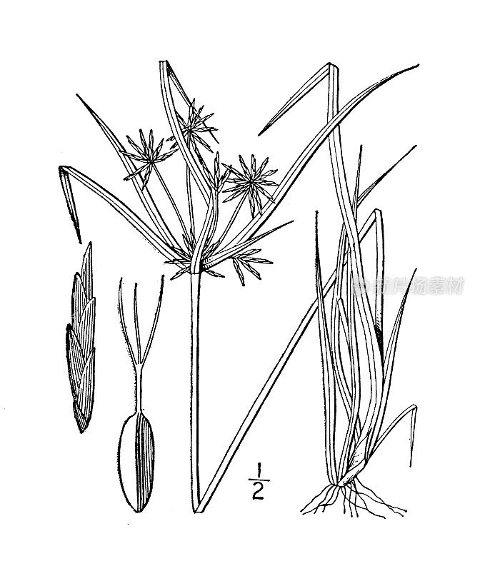 古植物学植物插图:香附、鲍德温香附