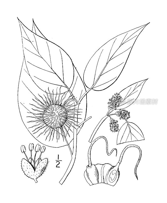 古植物学植物插图:蝴蝶兰、奥色治橙