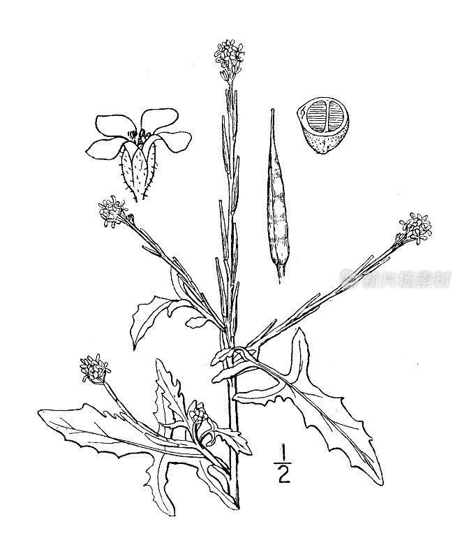 古植物学植物插图:铁皮石斛、芥菜