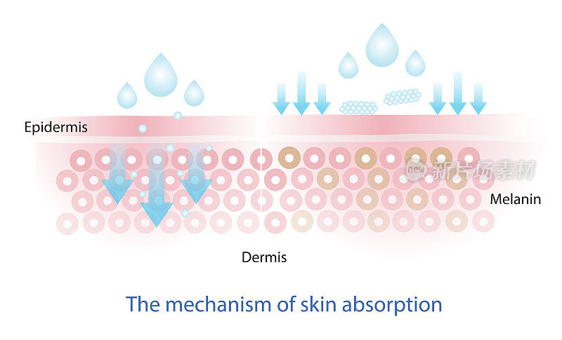 通过皮肤层载体的营养吸收机制的信息图。