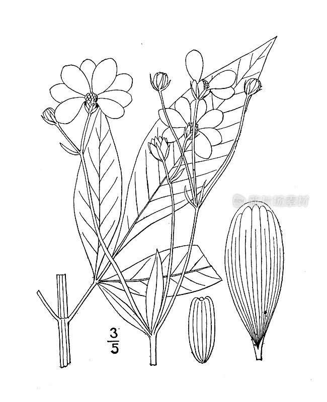 古植物学植物插图:雷公藤，高铁种子