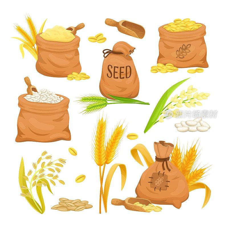 卡通袋装小麦。用捆小穗植物黑麦粉燕麦谷类稻谷，农用袋装收获品种谷物，麻袋袋装大麦种子，精确矢量插图