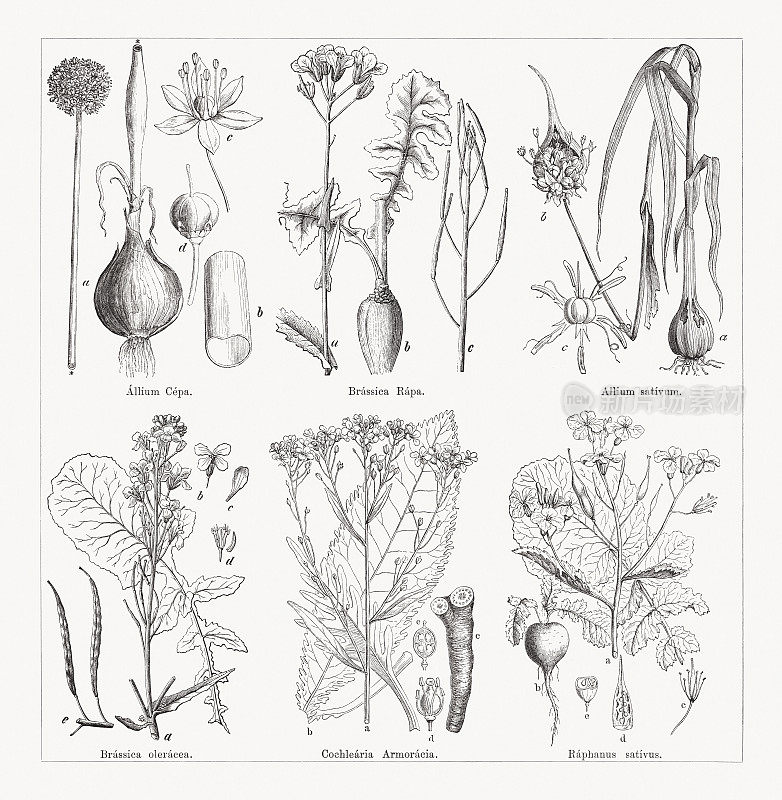 各种蔬菜，木版，1884年出版