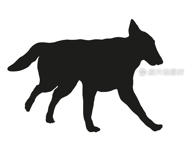 黑狗轮廓。Running比利时牧羊犬小狗。坦比连犬。宠物的动物。孤立在白色背景上。