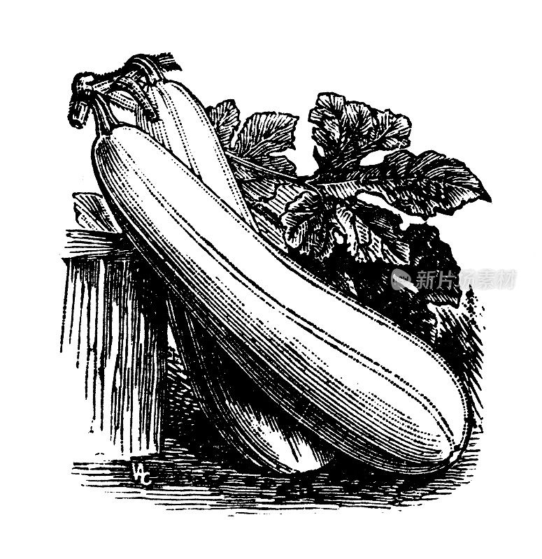 古玩雕刻插图:葫芦，白菜髓