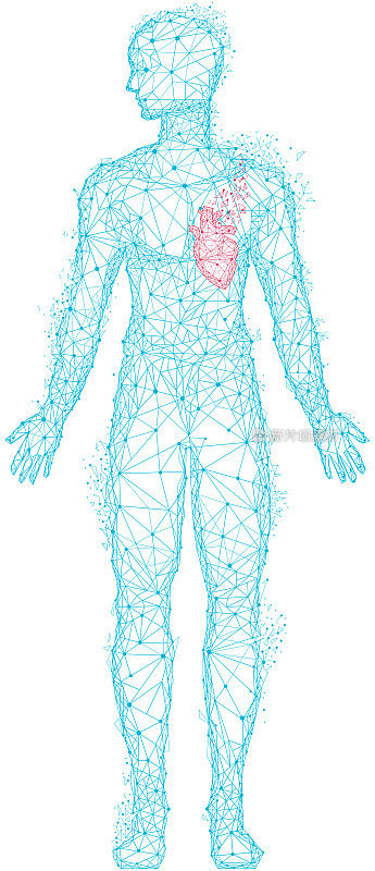 人心血管系统器官的医学研究。多边形的人体，突出的心脏