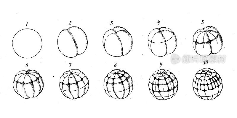 古代生物动物学图像:蛙卵(蛙蛙)的发育