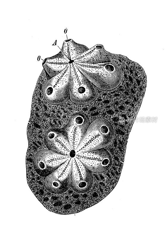 古董生物动物学图像:紫葡萄孢