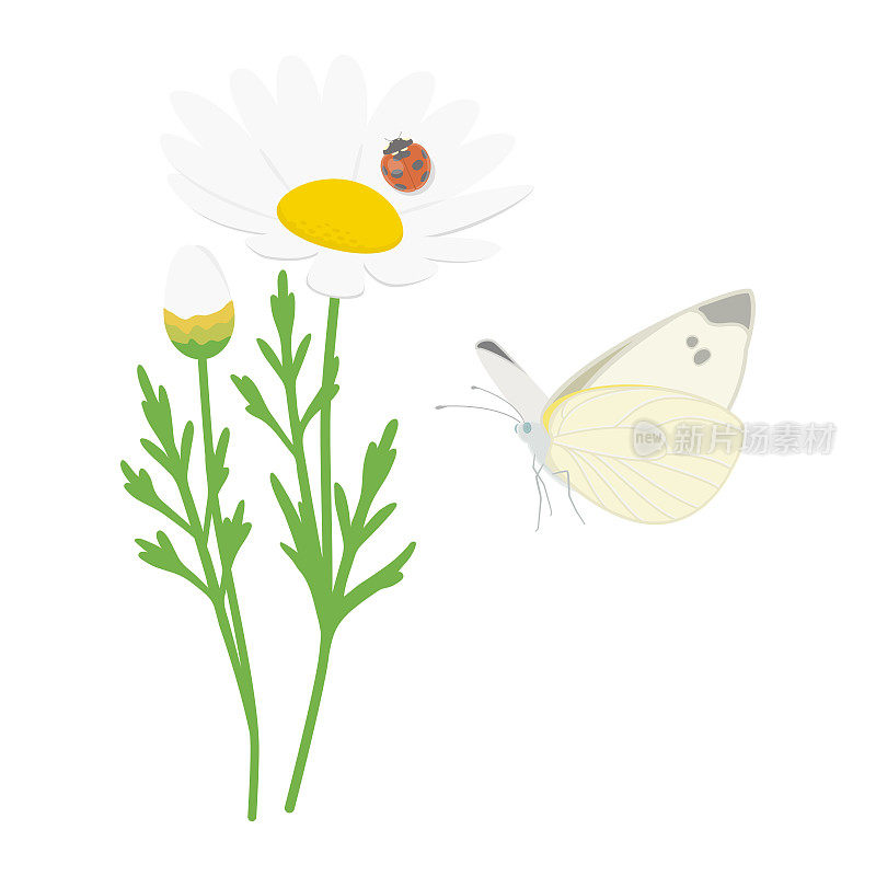 矢量插图的春天昆虫与花朵隔离的背景。飞白菜白蝴蝶和瓢虫。