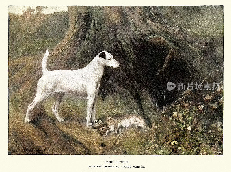 《财富夫人》，阿瑟・沃德尔，光滑的狐狸梗狗站在一只死兔子旁边，维多利亚时代的艺术