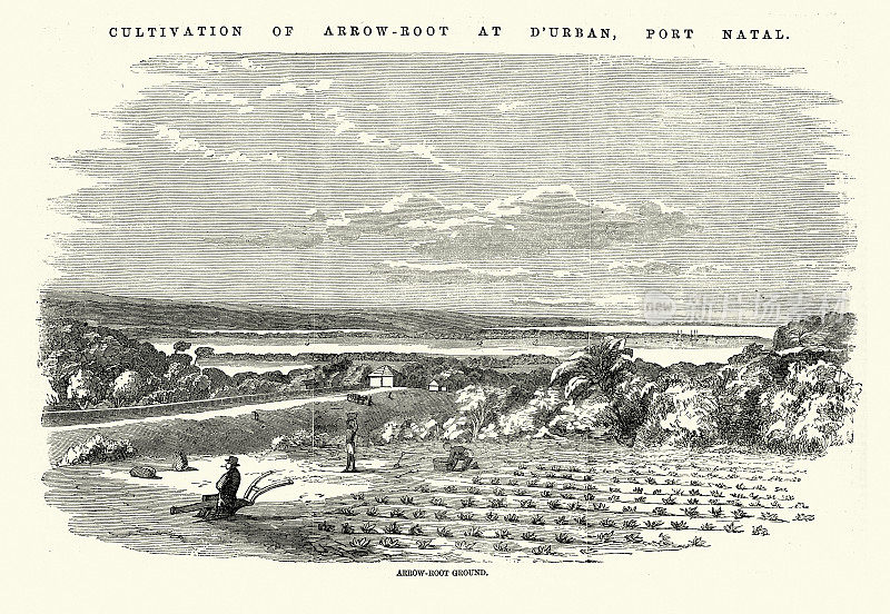 南非纳塔尔港德班的竹根栽培，19世纪50年代，农业历史