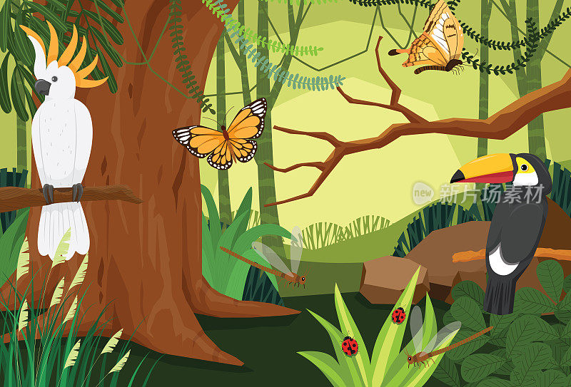 凤头鹦鹉，巨嘴鸟，在雨林中它们生活在生态系统中。动植物资源丰富的环境。
